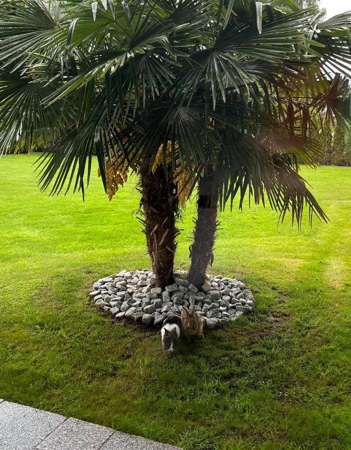 B&B Casa Il Sasso Pinzolo Dış mekan fotoğraf