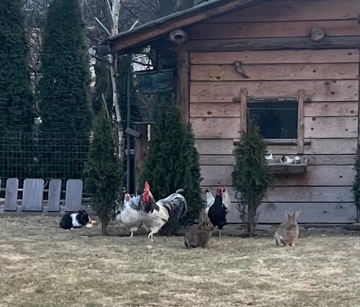 B&B Casa Il Sasso Pinzolo Dış mekan fotoğraf